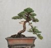 juniper nana 1-15-11 BN.jpg