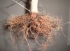 roots-combed-out#2.jpg