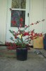 Chaenomeles sp Texas Scarlet7choprs.jpg