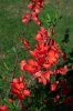 Chaenomeles sp Texas Scarlet9rs.jpg