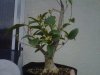 IMG00044-20110203-1505.jpg
