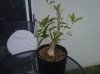 IMG00045-20110203-1506.jpg