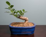 Bonsai 10-23-16.jpg