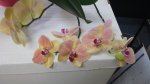 Yellow orchid.jpg