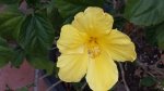 Yellow hibiscus.jpg