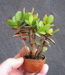 crassula01bt01_161112a.jpg