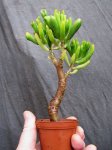 crassula-hobbit_161112a.jpg