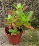crassula-capitella-Campfire_130811a.jpg