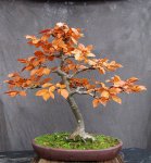 fagus01_161112a.jpg