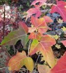 acer-discolor_161031a.jpg