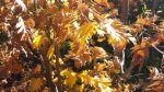 20161113_130656.jpg
