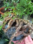 Scott's rabbit foot fern.jpg