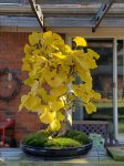 Gingko F16.jpg