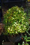 DSC02013-1.jpg