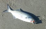 1125161010-1.jpg