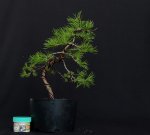 pinus%20sylvestris%20Arb.%202016%201.jpg