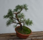 Pinus%20sylv.%20'Watereri'1%202015%200.jpg