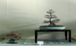 Nandina and maple-Meifu-ten 85th Bonsai Exhibition2015 DCoffee-MT53.jpg