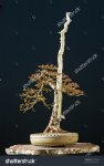 stock-photo-larch-bonsai-in-winter-9674890-1.jpg