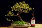 American bonsai.jpg