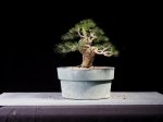 pine shohin copy0001.JPG