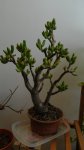 DSCN5591.jpg