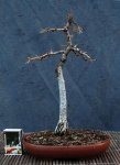 larix12-02_161217a.jpg