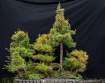 Bonsai (26 of 26).jpg