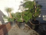 2017-01-01 15.32.34.jpg