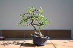 FICUS #2; 050215.JPG