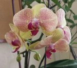 Orchid.jpg