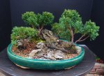 Bonsai FAll 2016 011.JPG