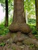 treesex_1.JPG