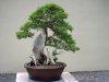 Pacific Rim Bonsai Collection 038.jpg