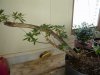 azalea harvest3.jpg