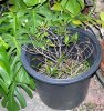 ficus cuttings 2.jpg