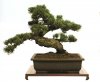 Bonsai_Pictures-screenshot.jpg