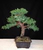 juniper-bonsai-tree.jpg