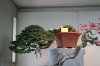 cheap bonsai!.jpg