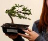 web-bonsai-039.jpg
