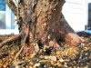 Thuja 003.jpg