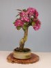 shohin crab3.jpg