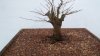 Planted.jpg