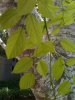 leafstructurecampustree.jpg