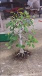 20170205_150446.jpg