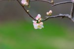Spring Feb 2017-8.JPG