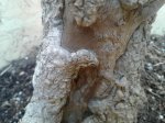bonsai trunk.jpg