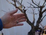 DSC02368-1.jpg