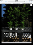 IMG_5334.PNG