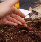 DSC02698-1.jpg DSC02698-1.jpg